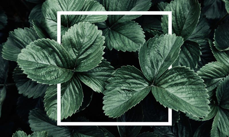 Desaturated photo of plant leaves